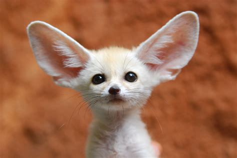 cutest fox in the world|weird looking fox species.